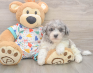 8 week old Havapoo Puppy For Sale - Puppy Love PR