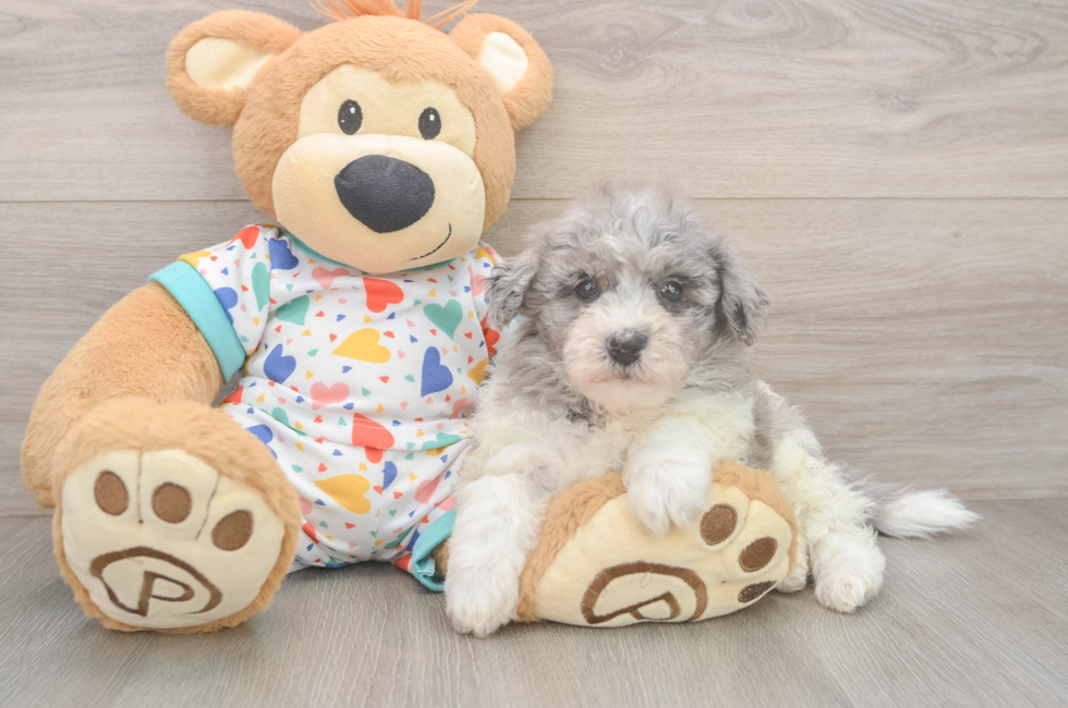 5 week old Havapoo Puppy For Sale - Puppy Love PR