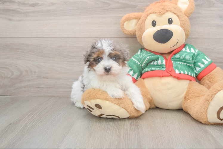 Havapoo Puppy for Adoption