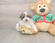 7 week old Havapoo Puppy For Sale - Puppy Love PR