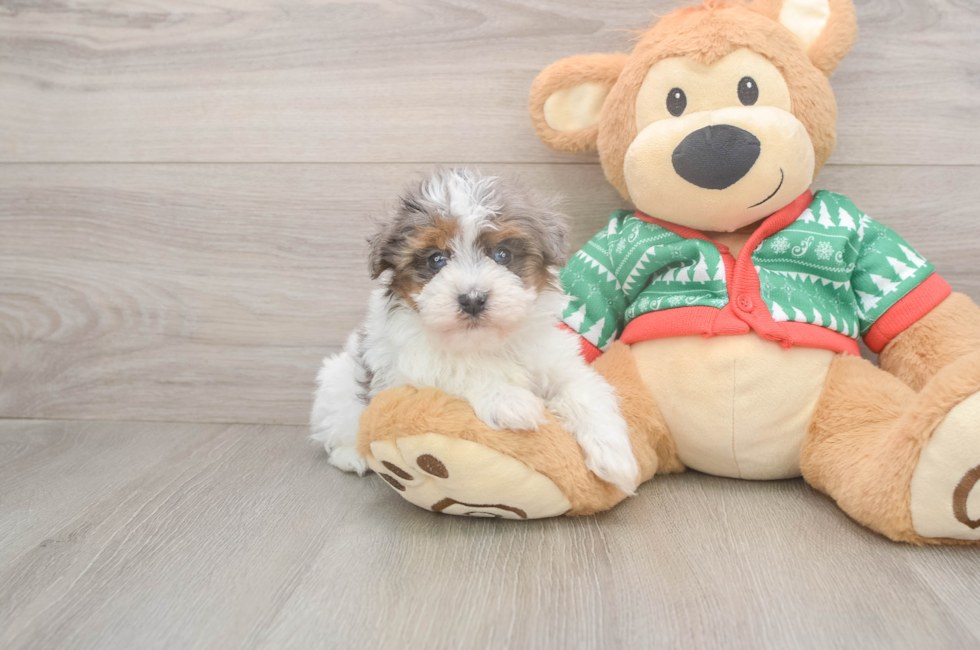 5 week old Havapoo Puppy For Sale - Puppy Love PR