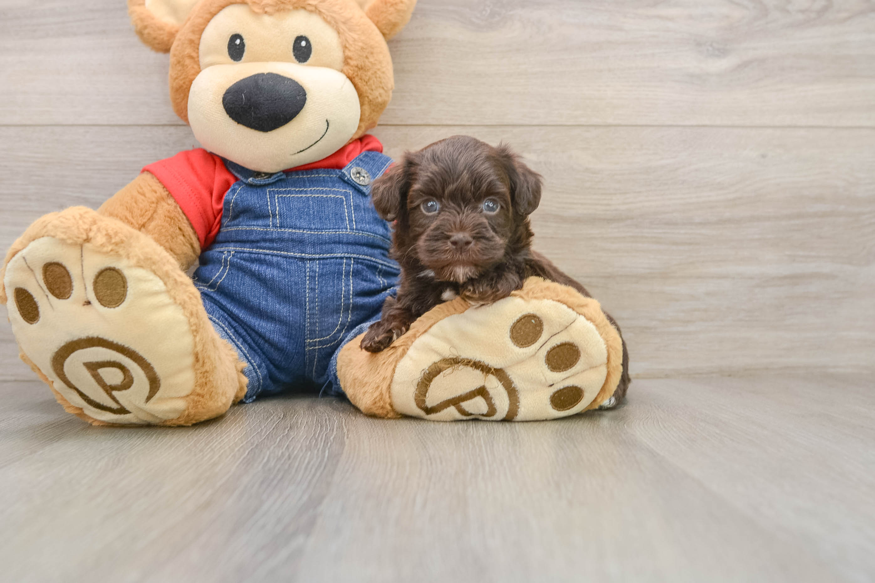 Havapoo Puppy for Adoption