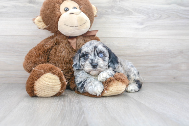 Meet Pedro - our Havapoo Puppy Photo 1/3 - Puppy Love PR Havapoo Puppy for Adoption
