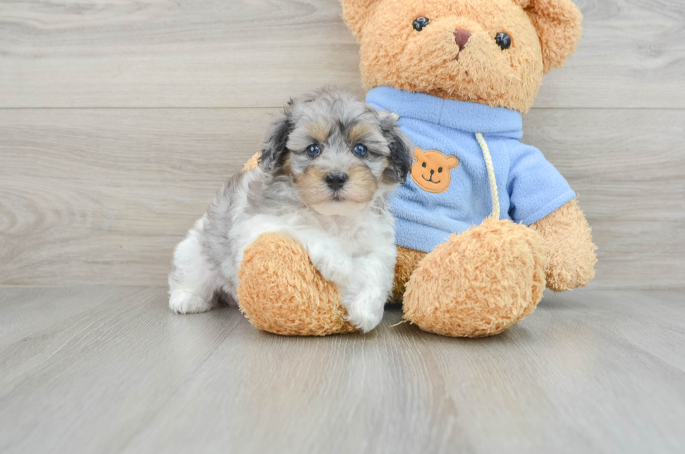 5 week old Havapoo Puppy For Sale - Puppy Love PR