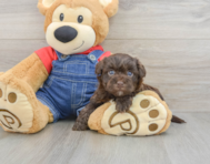 8 week old Havapoo Puppy For Sale - Puppy Love PR