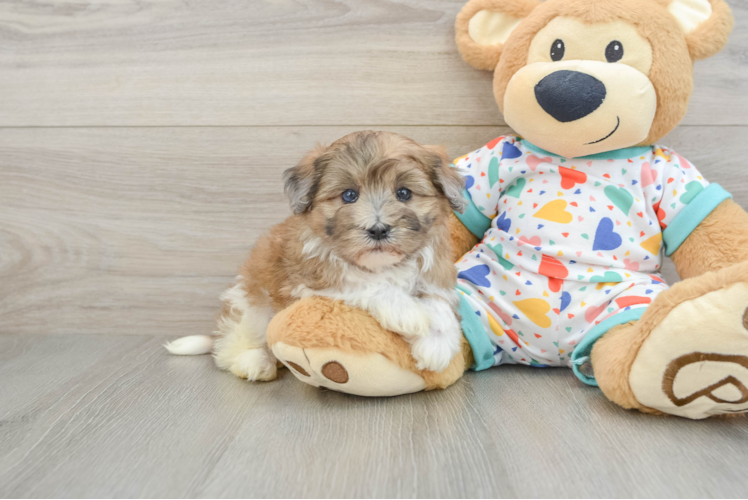 Havapoo Puppy for Adoption