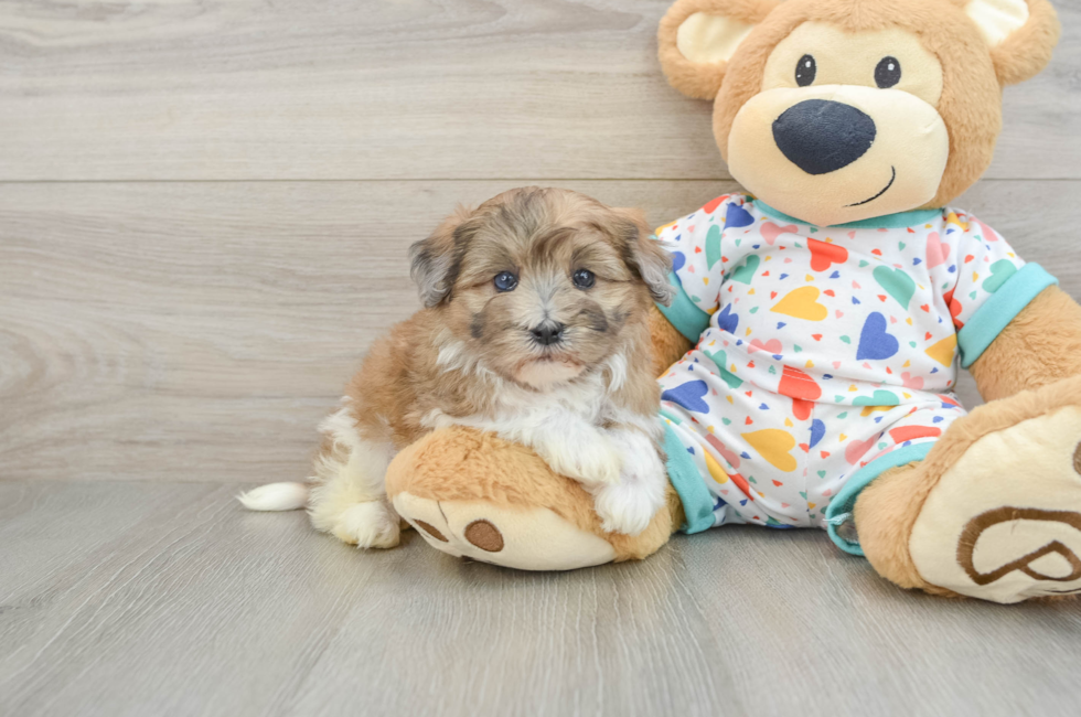6 week old Havapoo Puppy For Sale - Puppy Love PR