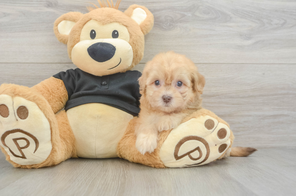 5 week old Havapoo Puppy For Sale - Puppy Love PR