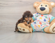 7 week old Havapoo Puppy For Sale - Puppy Love PR