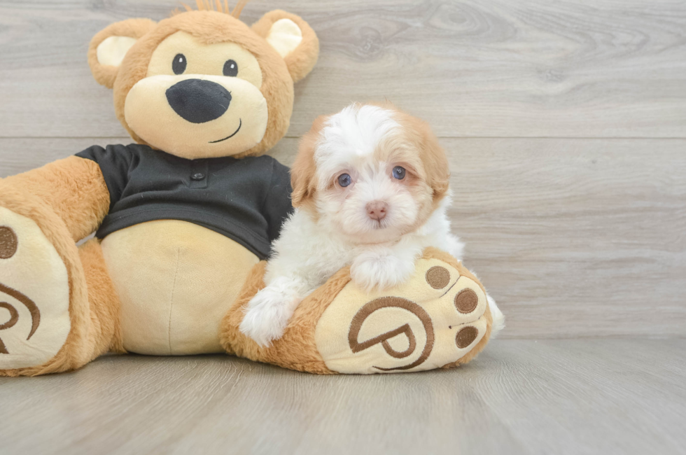 5 week old Havapoo Puppy For Sale - Puppy Love PR