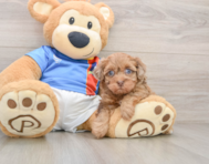 7 week old Havapoo Puppy For Sale - Puppy Love PR