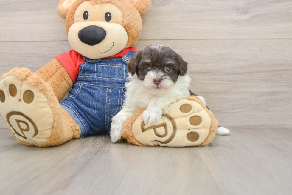 Havapoo Puppy for Adoption