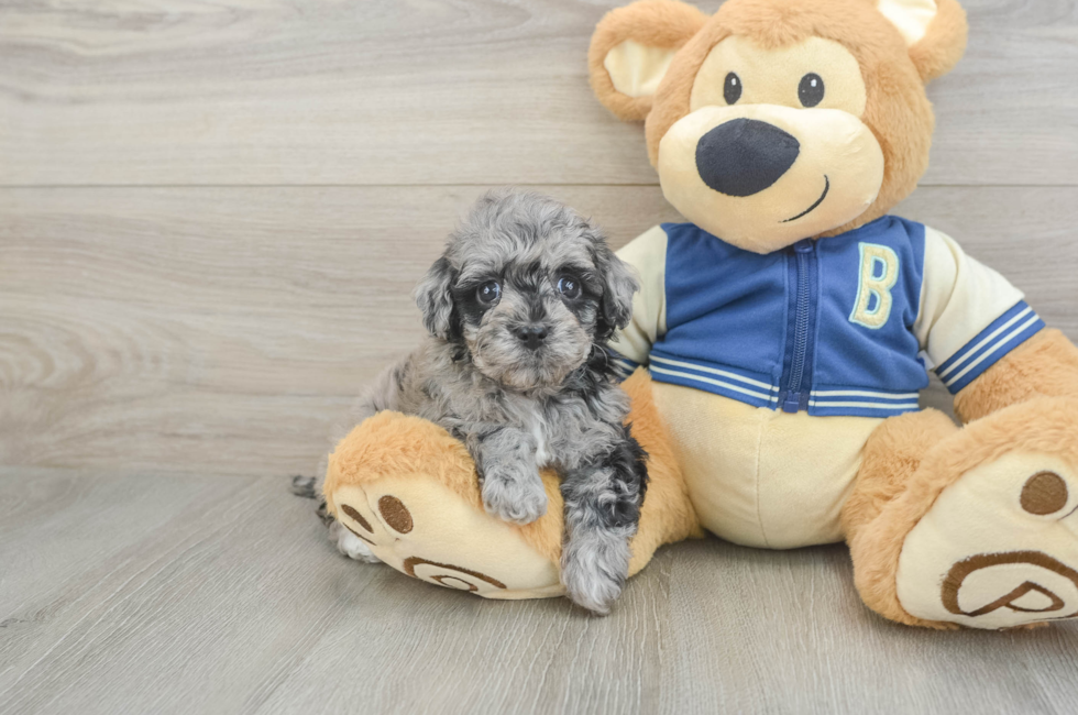 5 week old Havapoo Puppy For Sale - Puppy Love PR