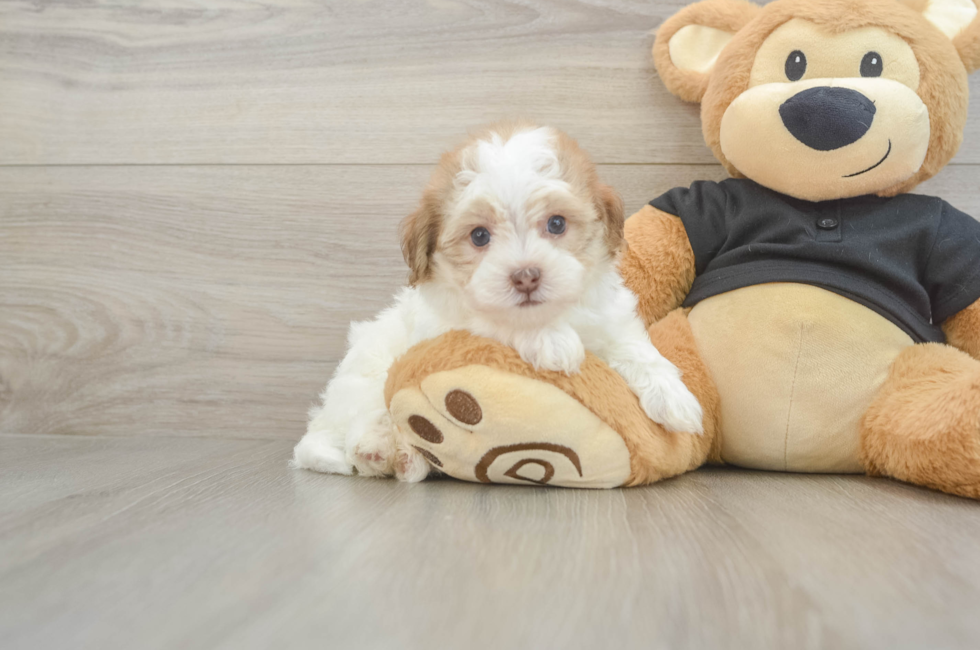5 week old Havapoo Puppy For Sale - Puppy Love PR