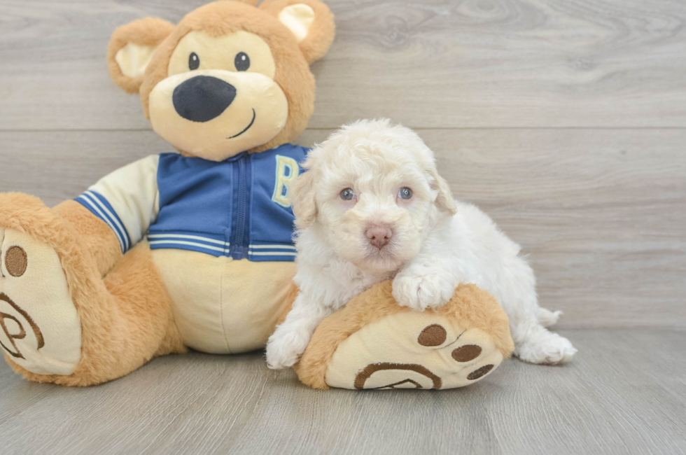5 week old Havapoo Puppy For Sale - Puppy Love PR