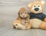 8 week old Havapoo Puppy For Sale - Puppy Love PR