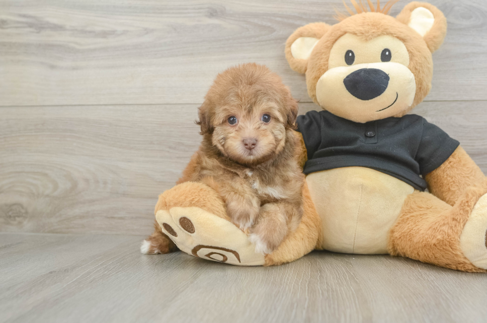 5 week old Havapoo Puppy For Sale - Puppy Love PR