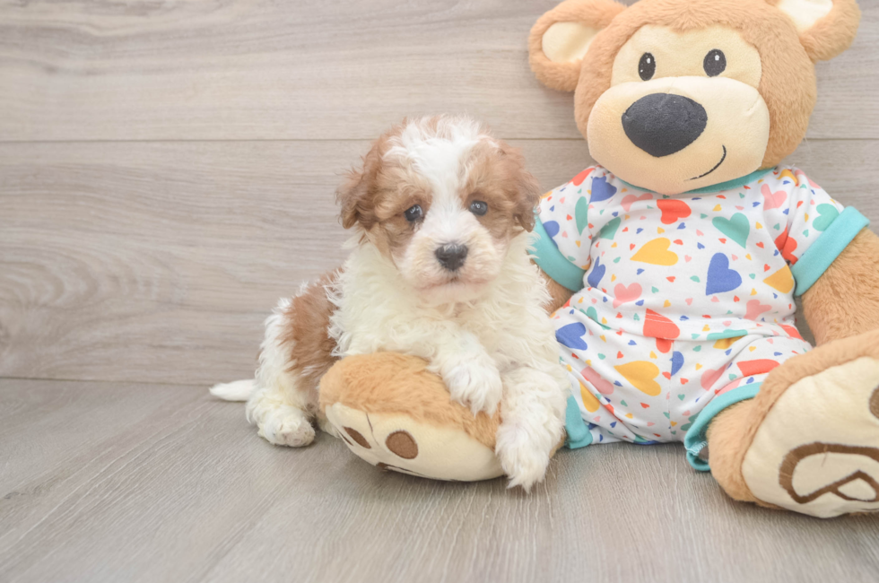 5 week old Havapoo Puppy For Sale - Puppy Love PR