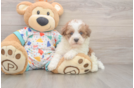 Havapoo Puppy for Adoption