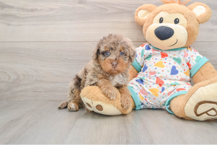 Popular Havapoo Poodle Mix Pup