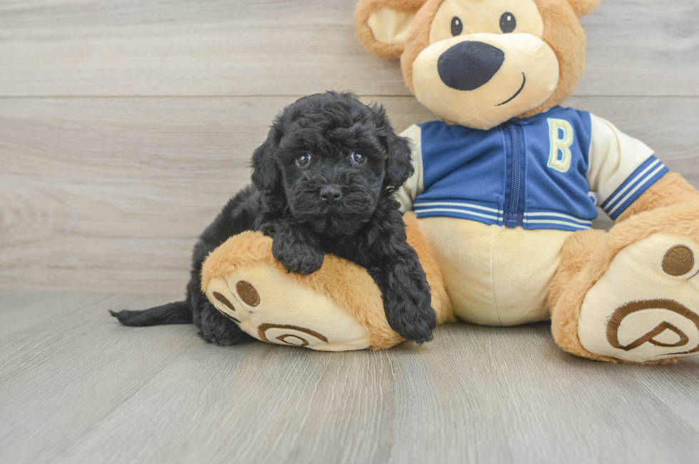 5 week old Havapoo Puppy For Sale - Puppy Love PR