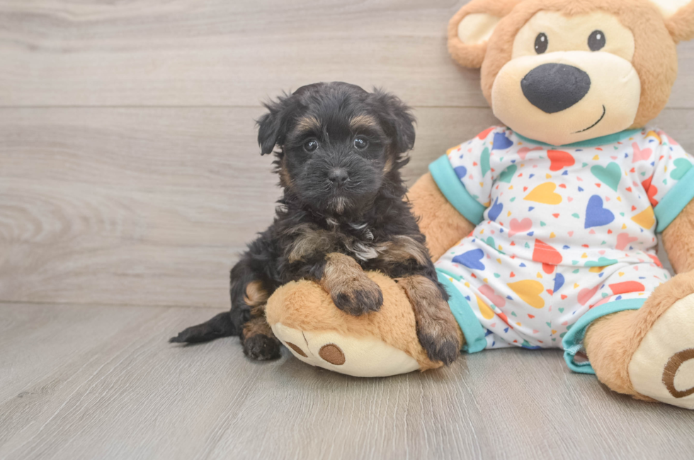 5 week old Havapoo Puppy For Sale - Puppy Love PR