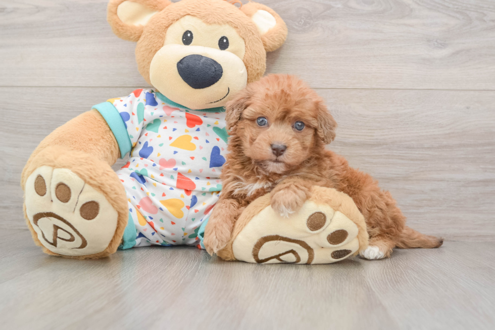 Havapoo Puppy for Adoption