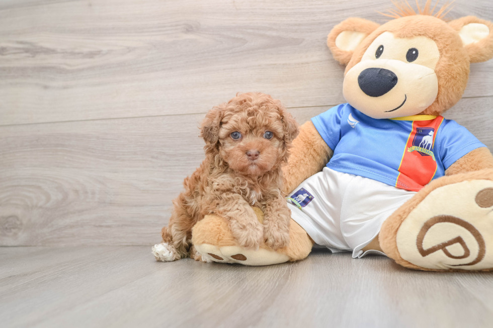 Havapoo Pup Being Cute