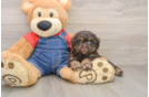 Havapoo Pup Being Cute