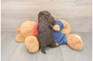 Energetic Havadoodle Poodle Mix Puppy