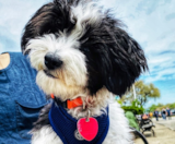 Havapoo Puppies For Sale Puppy Love PR