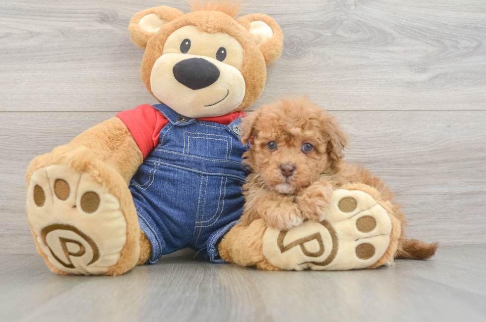5 week old Havapoo Puppy For Sale - Puppy Love PR