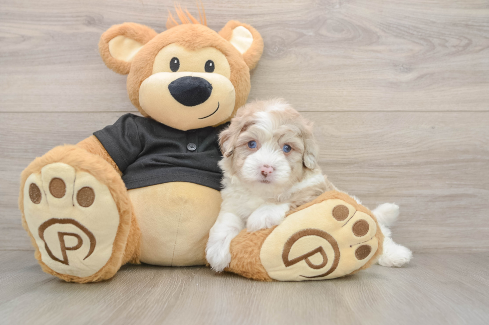 Havapoo Puppy for Adoption