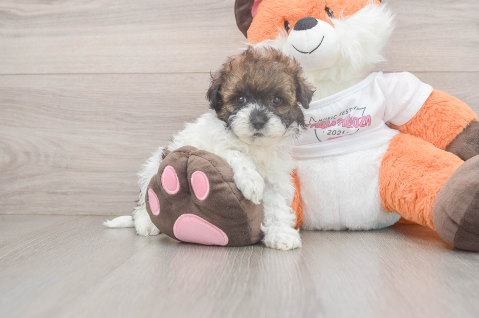 5 week old Havapoo Puppy For Sale - Puppy Love PR