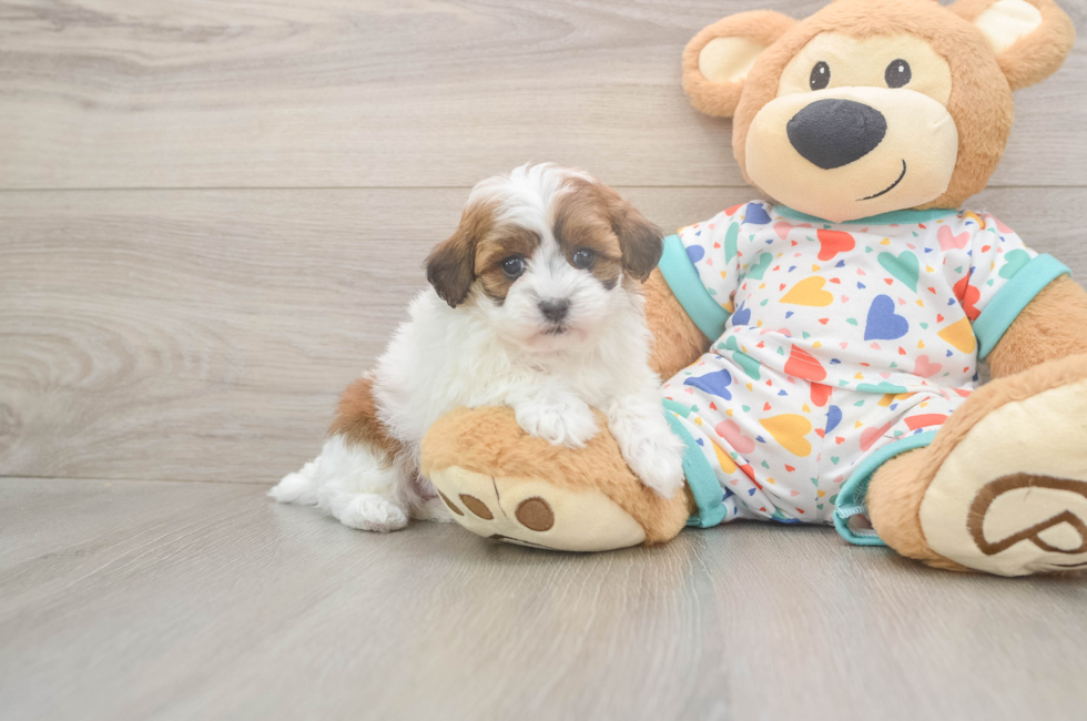 5 week old Havapoo Puppy For Sale - Puppy Love PR