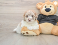 7 week old Havapoo Puppy For Sale - Puppy Love PR