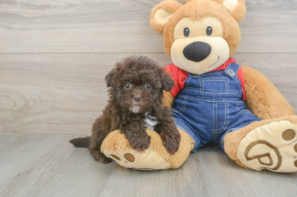 5 week old Havapoo Puppy For Sale - Puppy Love PR
