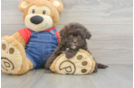 Playful Havadoodle Poodle Mix Puppy