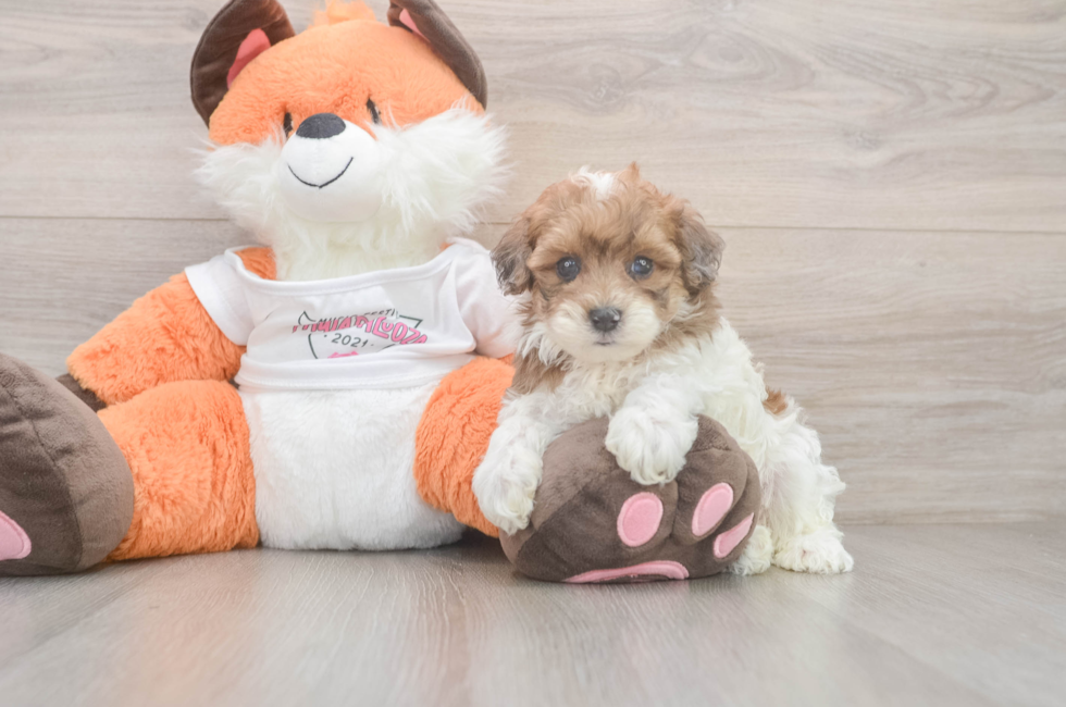 5 week old Havapoo Puppy For Sale - Puppy Love PR