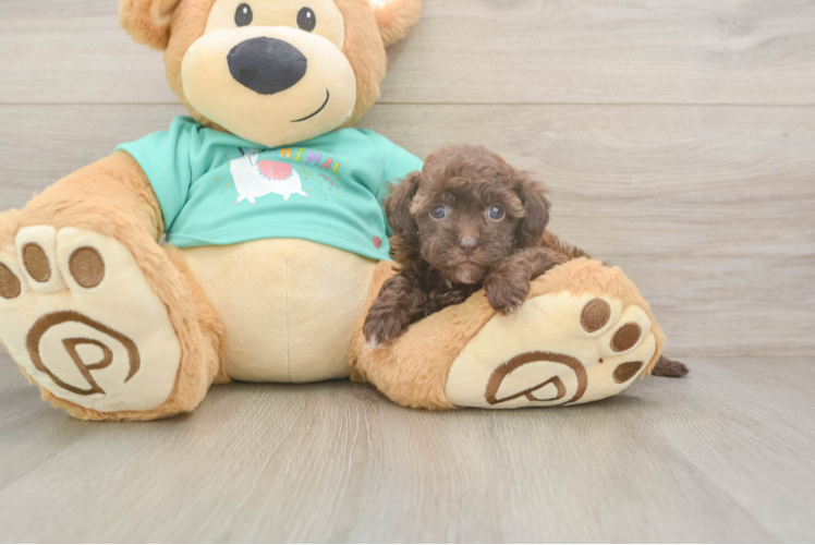 Popular Havapoo Poodle Mix Pup