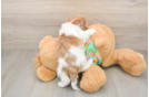 Petite Havapoo Poodle Mix Pup