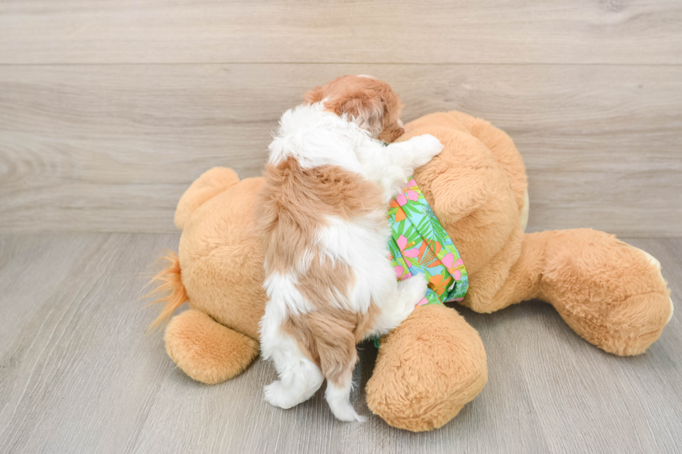 Petite Havapoo Poodle Mix Pup
