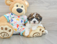 8 week old Havapoo Puppy For Sale - Puppy Love PR