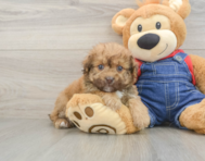 8 week old Havapoo Puppy For Sale - Puppy Love PR