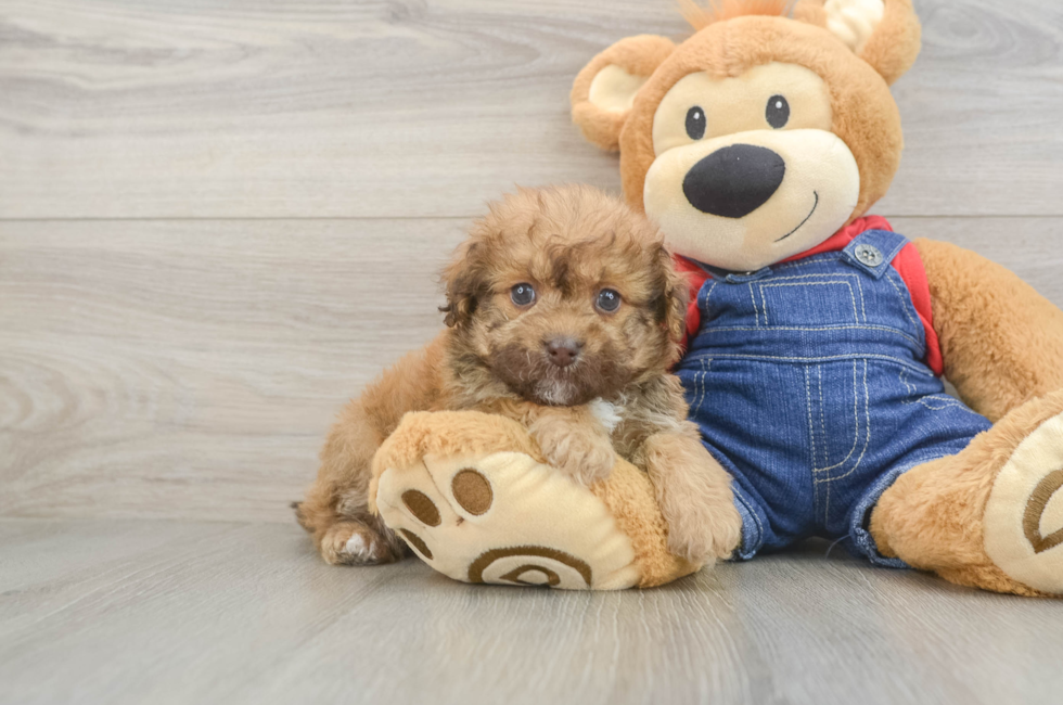 5 week old Havapoo Puppy For Sale - Puppy Love PR