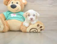 9 week old Havapoo Puppy For Sale - Puppy Love PR