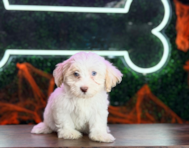 9 week old Havapoo Puppy For Sale - Puppy Love PR
