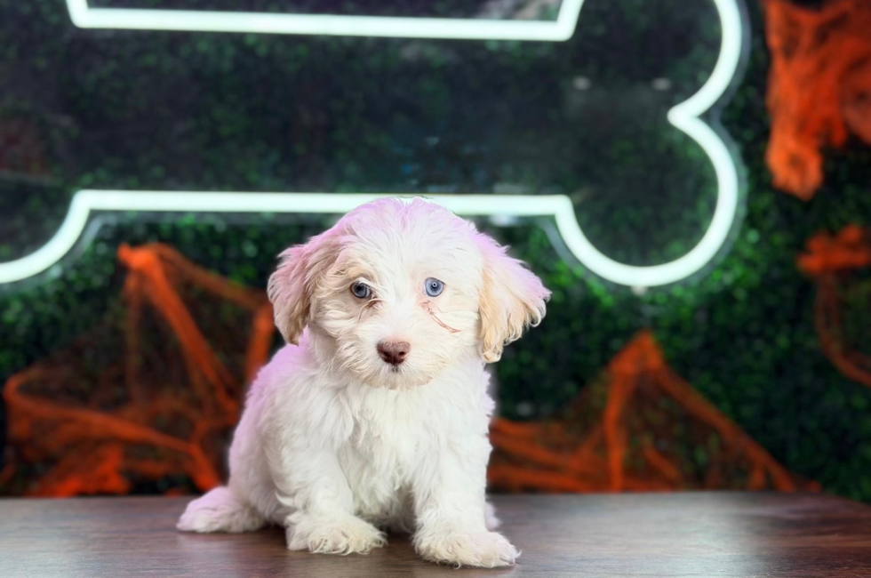 9 week old Havapoo Puppy For Sale - Puppy Love PR