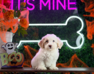 10 week old Havapoo Puppy For Sale - Puppy Love PR