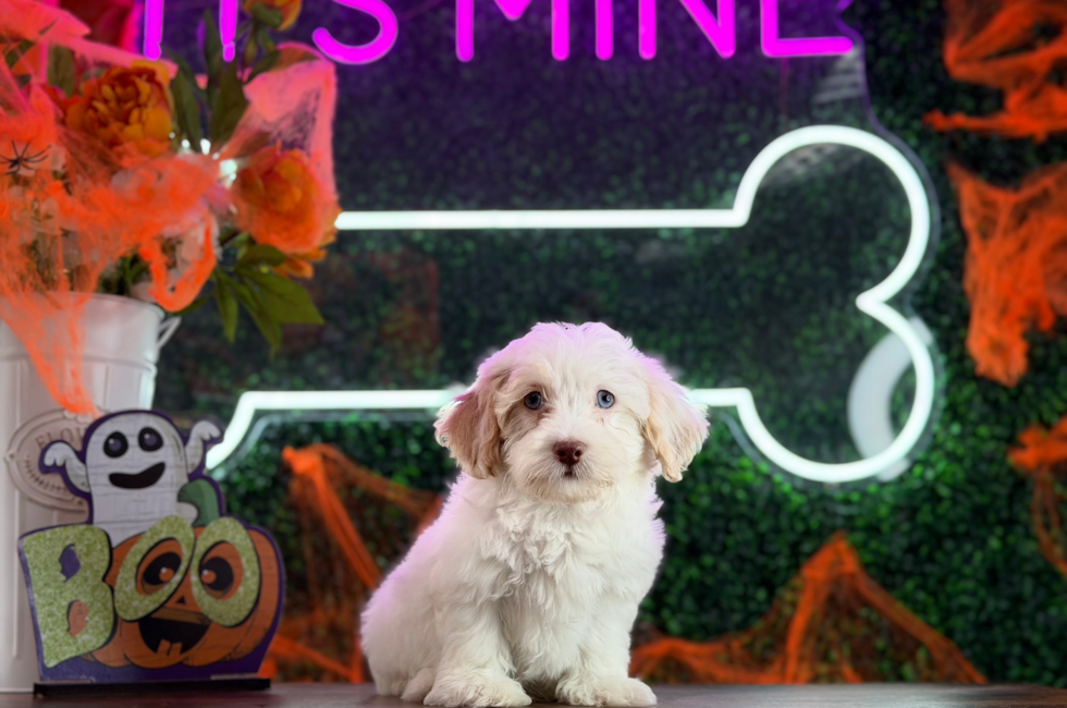10 week old Havapoo Puppy For Sale - Puppy Love PR